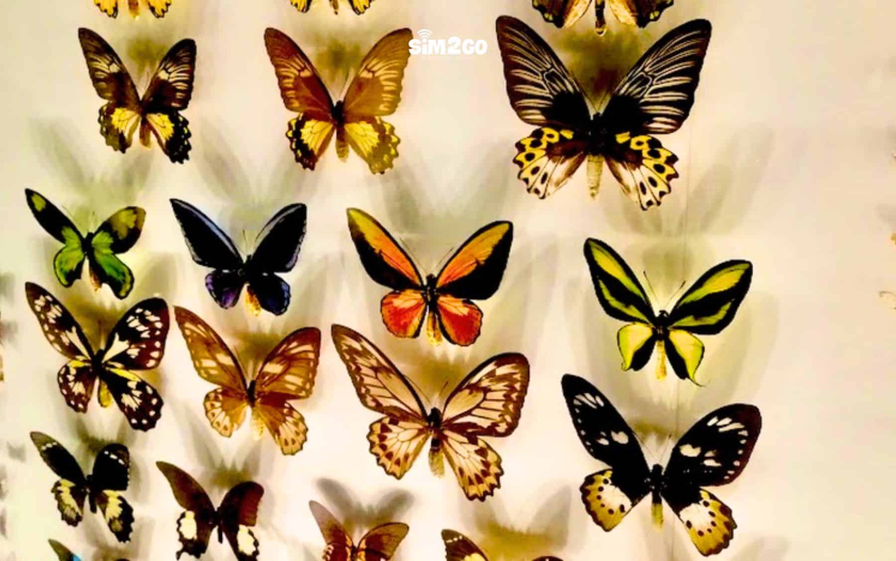 bo-suu-tap-nhieu-loai-buom-sac-so-tai-bao-tang