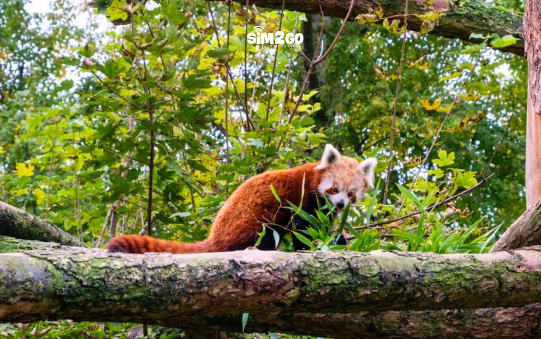 so-thu-nay-noi-tieng-boi-nhieu-loai-dong-vat-meo-lon-va-chim-la