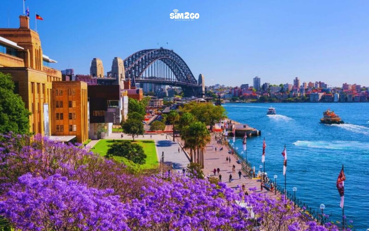 vao-mua-xuan-o-uc-loai-hoa-noi-bat-nhat-la-hoa-phuong-tim-jacaranda